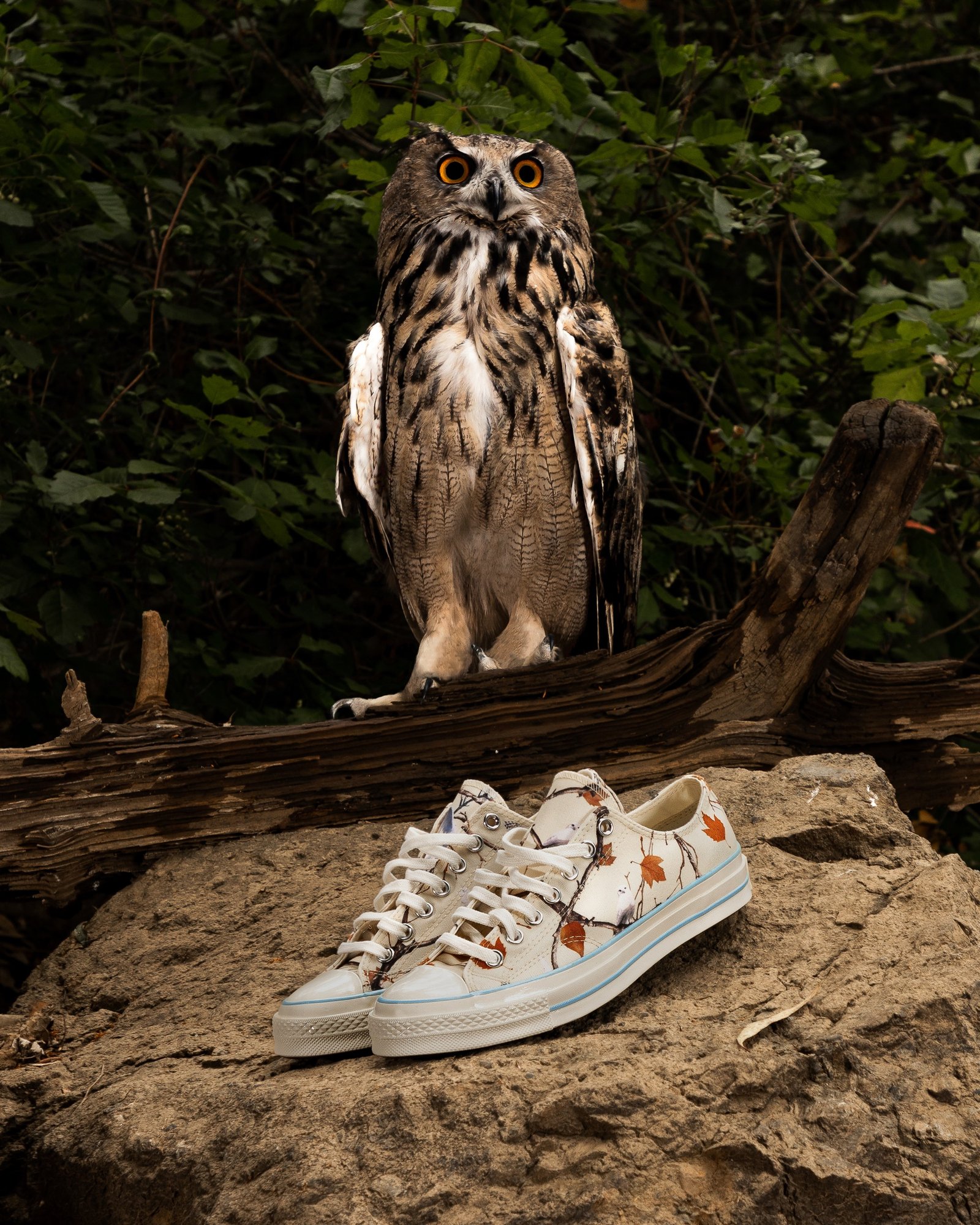 Owl Converse